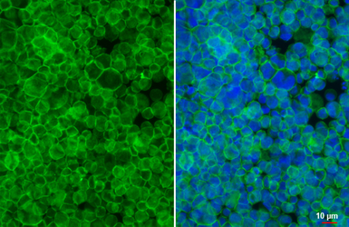 Anti-Glycophorin A antibody [HL5297] used in Immunocytochemistry/ Immunofluorescence (ICC/IF). GTX645762